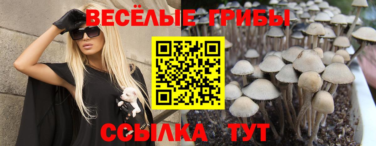 Углич  Псилоцибиновые грибы Psilocybe  Вход с VPN  Псилоцибиновые грибы мицелий 